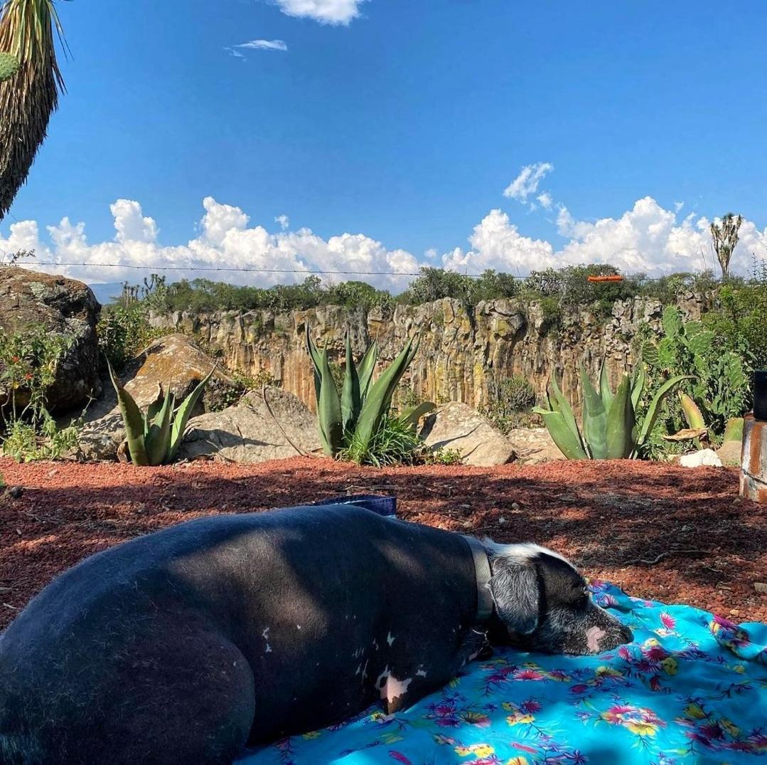 El Gato Glamping Con Vista A Prismas Basalticos Hotel Huasca de Ocampo Ngoại thất bức ảnh