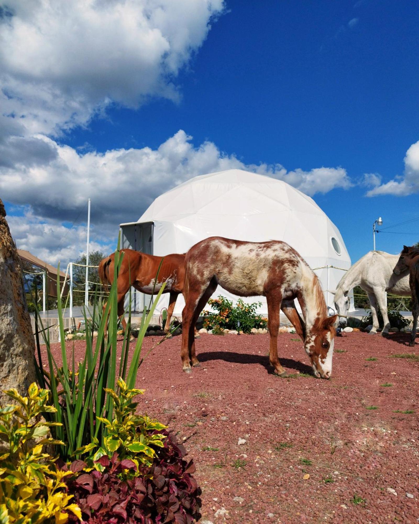El Gato Glamping Con Vista A Prismas Basalticos Hotel Huasca de Ocampo Ngoại thất bức ảnh